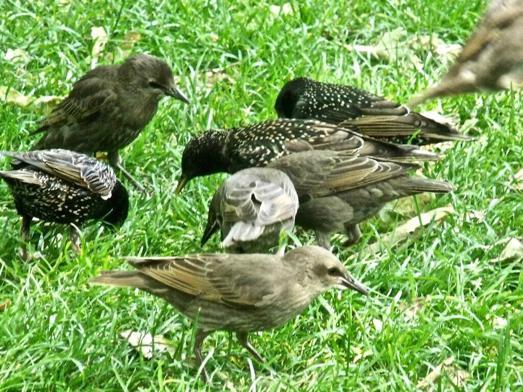London Zoo - Hungry birds want some lunch going for bread - European Starling's by ell brown is licensed under CC BY 2.0